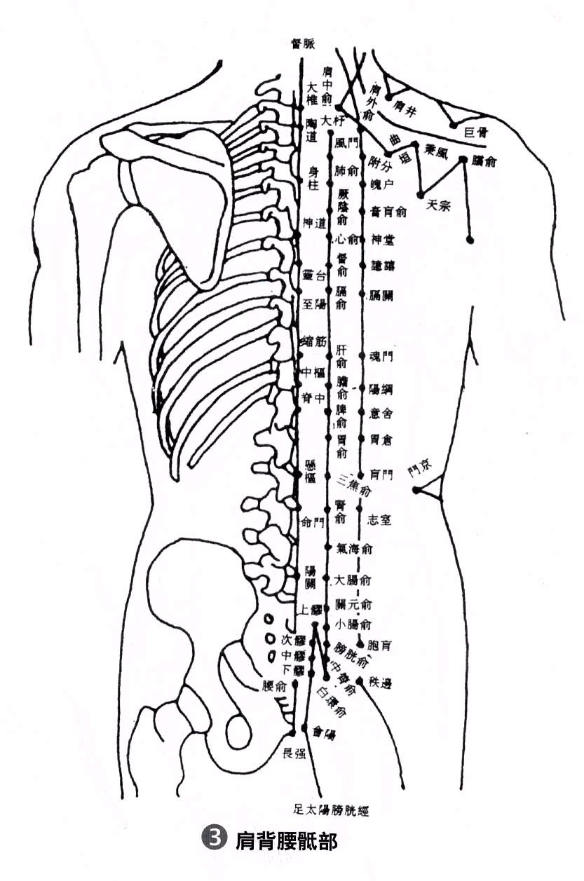 人体穴位经络分布图